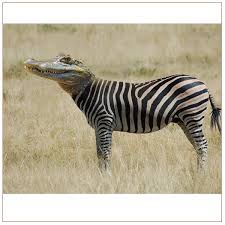 We did not find results for: Sowas Vielleicht Besser Nicht Zoo Animals Cool Pictures Animals