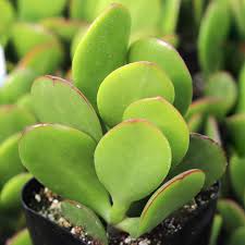 Image result for Crassula vaginata