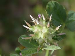 Image result for Trifolium spumosum