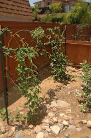 Berry plants, bushes and vines are perfect for planting in a wide range of spaces. Boysenberry Homesteadgardenbbqblog
