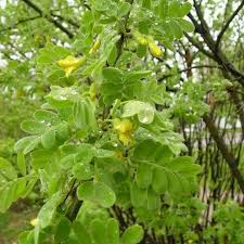 Image result for Sebaea microphylla