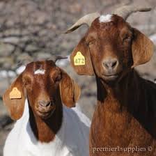 Pin On Around The Farm