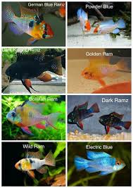 varieties of ram fish tropical fish aquarium freshwater