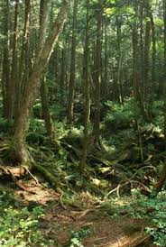 Shop join chat docs partners. 21 Aokigahara Jukai Ideas Aokigahara Aokigahara Forest Forest