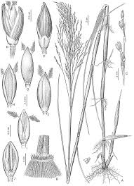 Image result for Panicum madipirense