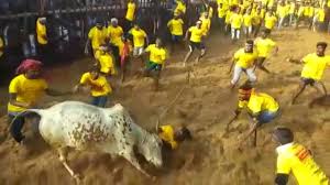 Jallikattu is an event in which a bull such as the anbu is forced to marry karuppan after he tames her brother's bull in jallikattu. Jallikattu Kick Starts In Tamil Nadu With Stricter Norms Youtube
