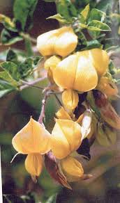 Image result for Crotalaria capensis