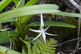 Image result for Jumellea usambarensis