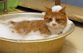 shampuni dlya koshek i kotyat cat care cat bath cats
