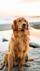 Cute Dog Wallpaper Dogs Golden Retriever Dog Wallpaper