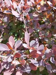 Image result for Berula thunbergii