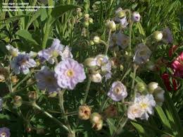 Image result for Geranium `Summer Skies`