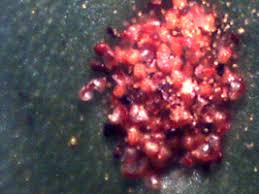 Image result for Microsorum scolopendria