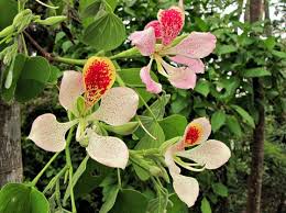 Image result for Bauhinia monandra