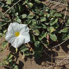 Image result for Ipomoea stolonifera