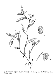 Image result for Commelina diffusa