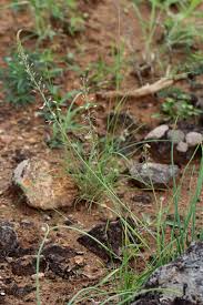 Image result for Trachyandra saltii