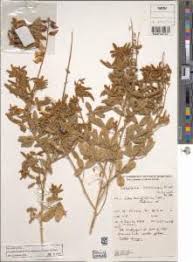 Image result for Crotalaria huillensis