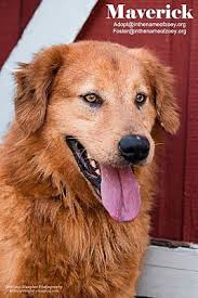 This is because adopting a golden retriever puppy or dog is a serious matter that will affect the next ten to. Houston Tx Golden Retriever Meet Maverick A Pet For Adoption