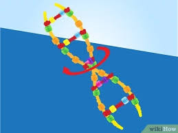 Dna, or deoxyribonucleic acid, is like the building blocks of human life. 3 Ways To Make A Model Of Dna Using Common Materials Wikihow