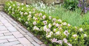 Bloombux Buchsbaum Im Topf Gunstige Winterharte Pflanze Bestellen Plantering Vaxter Buskar