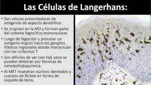 Maybe you would like to learn more about one of these? Celulas De Langerhans Youtube