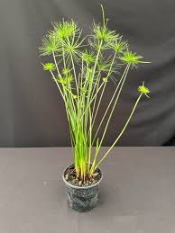 Image result for Cyperus papyrus