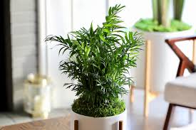 Check spelling or type a new query. Our Favorite Large Leaf Tropical Plants Plant Care Tips And More La Residence