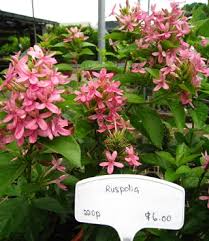 Image result for x Ruttyruspolia 'Phyllis van Heerden'