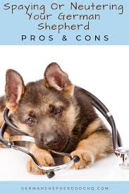 Maybe you would like to learn more about one of these? Deciding Whether To Spay Or Neuter Your German Shepherd Is A Big Decision There Are Many Pros And Cons And Miscon German Shepherd Neuter German Shepherd Dogs