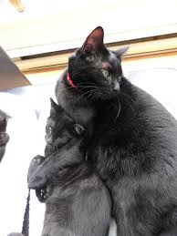 Check spelling or type a new query. How Often Should You Feed Kittens And Adult Cats Metaphorical Platypus