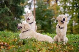 Check spelling or type a new query. Goberian 6 Reasons To Own The Golden Retriever Husky Mix Perfect Dog Breeds