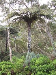 Image result for Cyathea mildbraedii