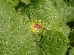 Image result for Pseudopeziza tracheiphila