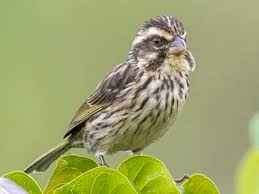 Image result for Sericostachys