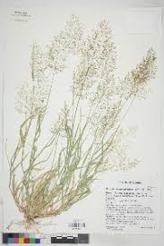 Image result for Sporobolus coromandelianus