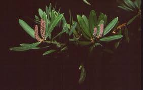 Image result for Podocarpus milanjianus