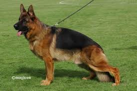 Va Ballack Von Der Brucknerallee German Shepherd Dogs Puppies Dogs
