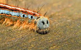 If you aren't afraid of touching the caterpillars, then this is one way to get rid of caterpillars without spraying chemicals or other substances on your leaves. How To Get Rid Of Eastern Tent Caterpillars