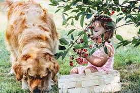 Donner Des Fruits Aux Chiens Pepins Et Noyaux Toxiques Pour Eux