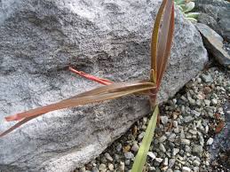 Image result for Aloe inyangensis