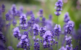Pada banyak tanaman, bunga adalah bagian yang paling berwarna. 5 Manfaat Menakjubkan Bunga Lavender By Cantik Com Medium