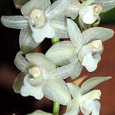 Image result for Bulbophyllum schinzianum