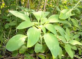 Image result for Alstroemeria pulchella