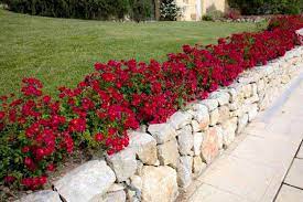 We did not find results for: Drift Rose Care Colors And Landscape Ideas Plantingtree