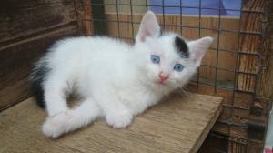 Black And White Cat With Blue Eyes Armani Is A Handsome Little White Cat With Black Spots And Blue Eyes He S Looking For A Home Cat Adoption Cats Warrior Cats