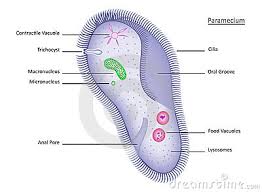Structure and functions amoeba proteus. Paramecium