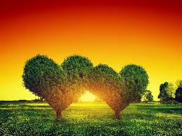 Heart Shape Trees Couple On Green Grass Field Landscape At Sunset Love Symbol Concept For Valentine S Day Wedding Etc Poster Id 77745446 Landscape Landscape Walls Nature