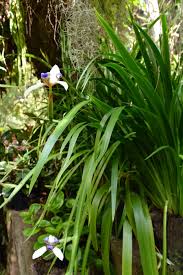 Not only walking iris plant, you could also find another pics such as yellow iris plants, apostle iris plant, iris plants care, iris flower plant, water iris plants, regina blue walking iris, indoor iris. Neomarica Gracilis Walking Iris