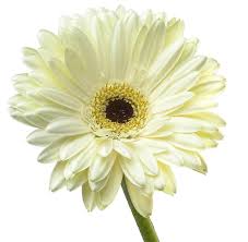 The gerbera daisy is a type of daisy that originates in africa. Gerber Daisy White Metro Flower Market